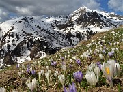 37 Distese di Crocus vernus bianchi e violetti con vista verso la costiera dal Mincucco al Ponteranica 